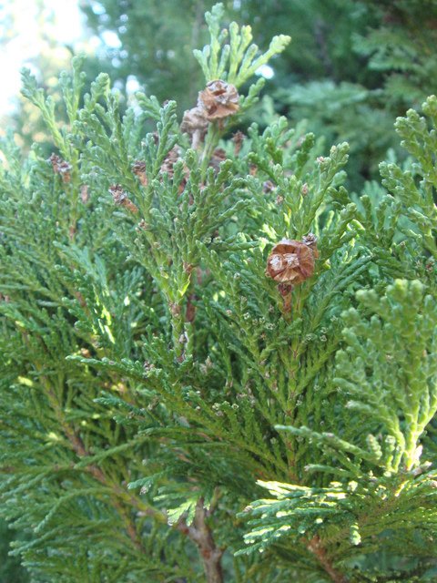 Chamaecyparis lawsoniana 'Allumii' rameau